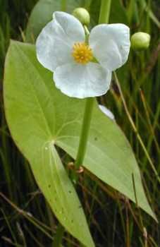 Broadleaf Arrowroot.Wetlands.50 Seeds  