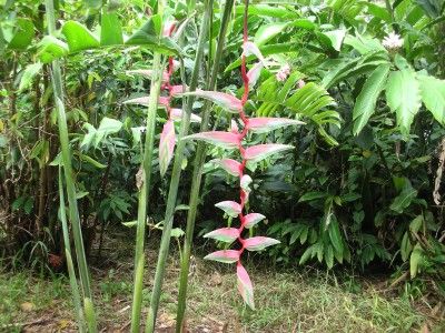 Hanging Pendant Heliconia Sexy Pink Plant Rhizome Platystachys 