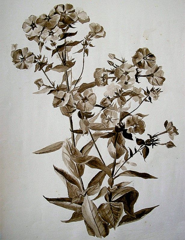 FINE ANTIQUE PAINTING c1880 BOTANICAL FLOWERS  