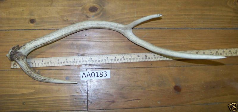 Axis Deer Shed, Knive, Texas Exotic Hunts, Art AA0183  