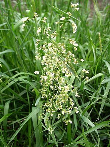 Hirts Sweet Grass 4 Plants   Hierochloe oderata   Sacred  