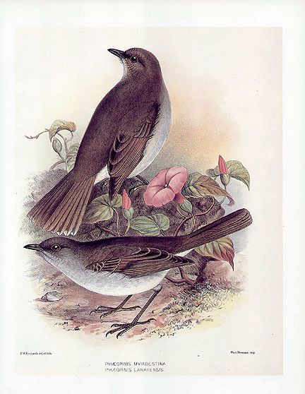 FREDERICK FROHAWK print Hawaiian birds KAMAO and OLOMAO  