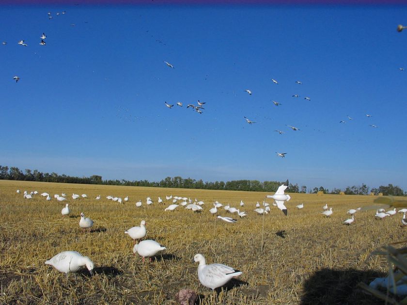 Snow Goose Feather Flyer Decoys (6 pk.)   Sillosocks  