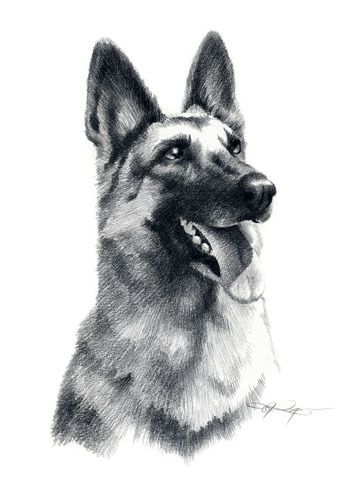 GERMAN SHEPHERD Drawing Dog Art ACEO Print Signed DJR  