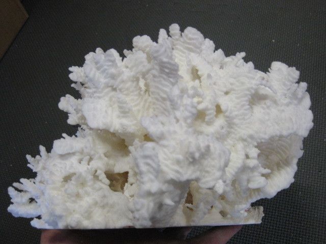 RUGOSA Coral reef seashell sea shell 8x 9  