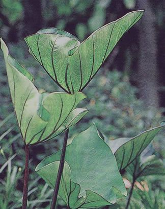 Coffee Cups™ Colocasia ProvenWinners® QUART POT  