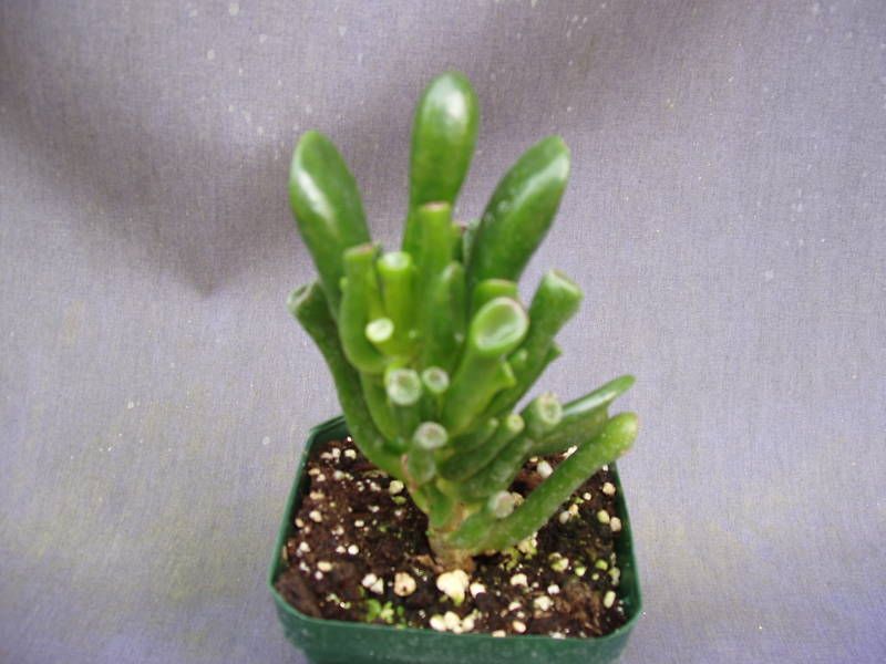 ELEPHANT TRUNK JADE, CRASSULA OBLIQUA MONSTROSUS  