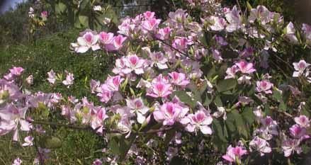 GRACIOUS WINTER FLOWERING PURPLE ORCHID TREE   SCENTED, DELIGHTFUL