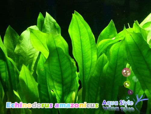 6x Echinodorus icus   Live aquarium plant moss  