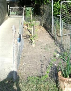 Little vegetable garden right side of house with 2 lemon leaf trees 