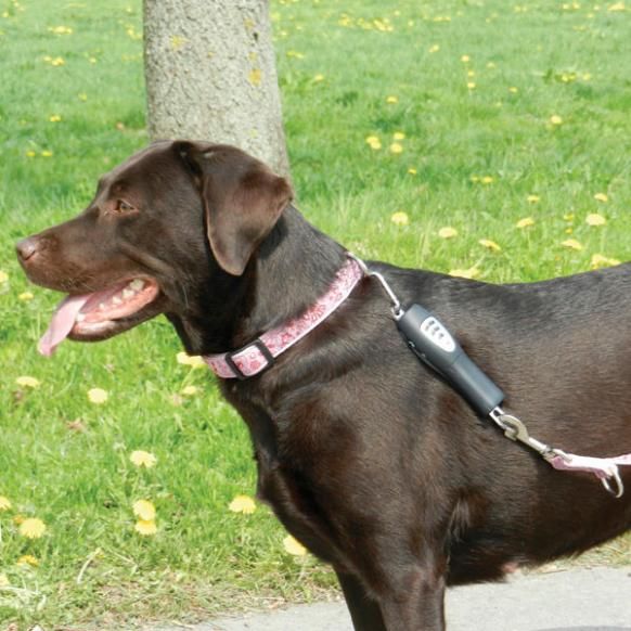   nylon with a padded handle for comfort dog e walk basic dog trainers