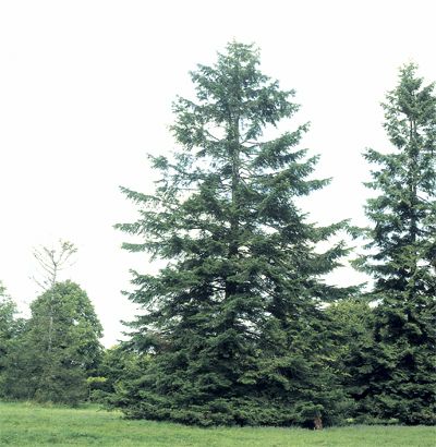 Grand Fir, Abies grandis, Evergreen, Tree Seeds  