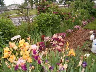 20 BIG BOX LOT MIXED IRISES IRIS plants dwarf TB  