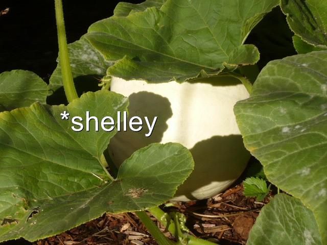 Pure White LUMINA Organic Pumpkins   20 Seeds  