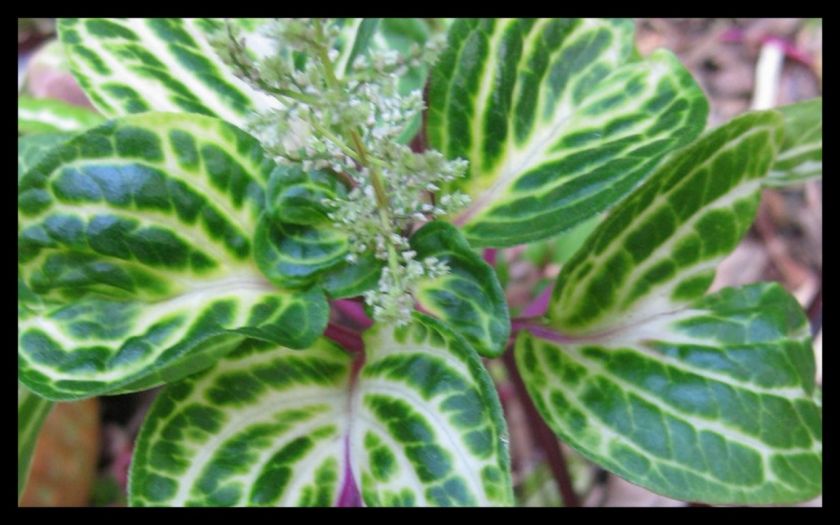   BLOOD LEAF~IRESINE HERBSTII~~INDOOR~~ROCKERY~~BORDER~~2 PLANTS  