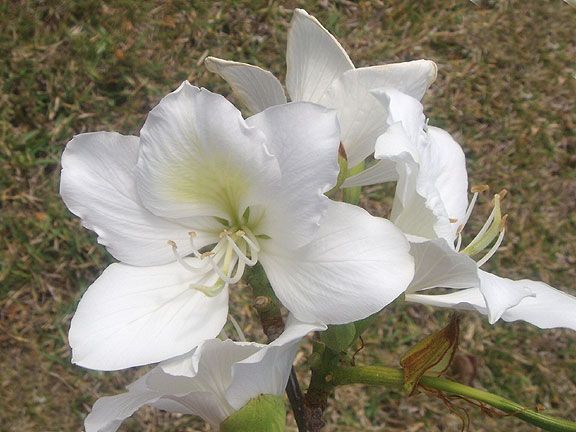 Bauhinia variegata Candida WHITE ORCHID TREE ~SEEDS~  