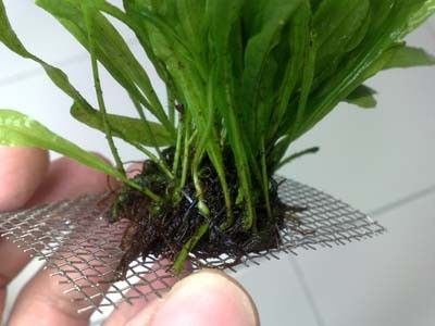 Mini Java Fern(NEW) @ Live Aquarium Plant  